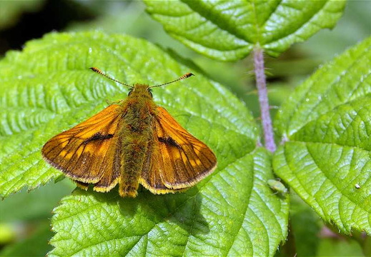 Large Skipper (Ochlodes venata faunus) (209)