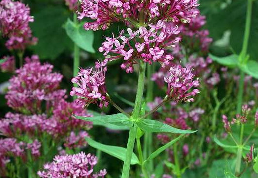Red Valerian (Centranthus ruber) (211)