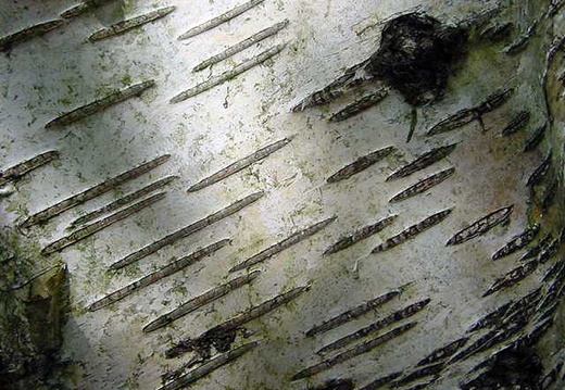 Silver Birch (Betula pendula)