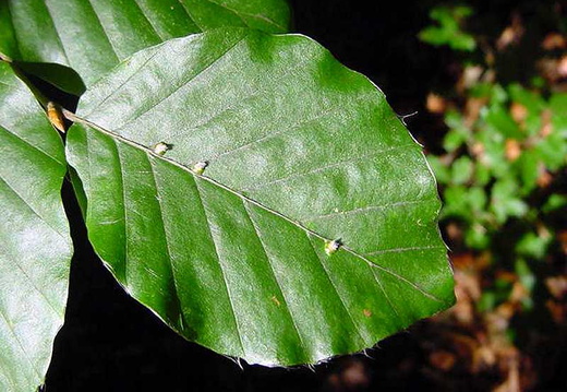 Beech Lighthouse Gall (Hartigiola annulipes)