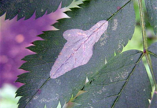 Firethorn Leaf Miner (Phyllonorycter leucographella) (217)