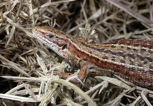 Common or Viviparous Lizard (Lacerta vivipara) (220)