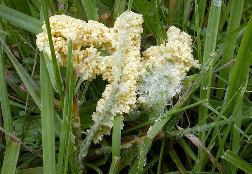 Slime Mould (Mucilago crustacea)