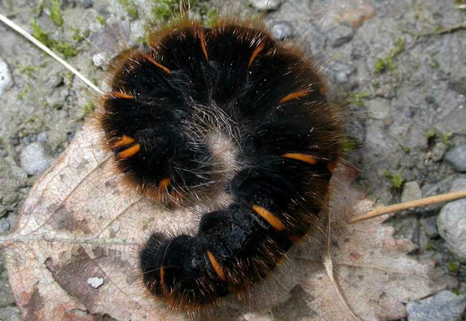 Fox Moth (Macrothylacia rubi)