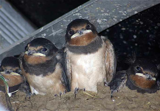 Swallow (Hirundo rustica)
