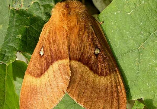 Oak Eggar (Lasiocampa quercus) (227)