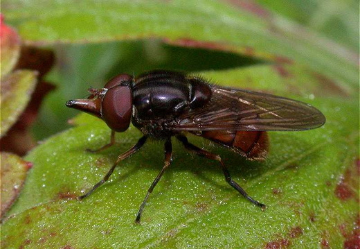 A Hoverfly (Rhingia campestris)