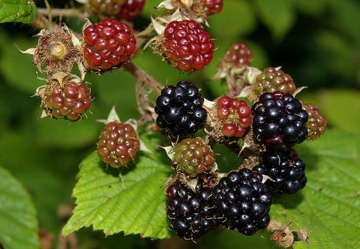 Bramble (Rubus fruticosus agg.)