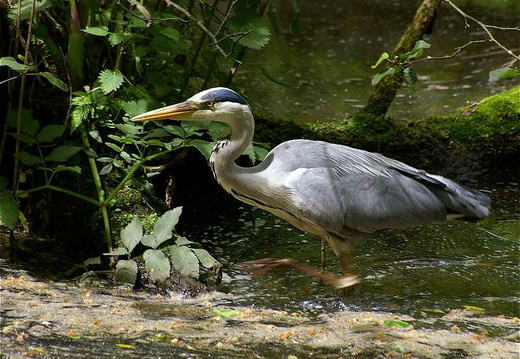 Grey Heron (Ardea cinerea)