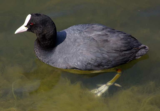 Coot (Fulica atra) (232)