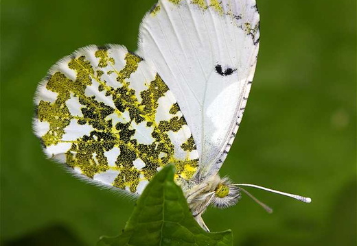 Orange Tip (Anthocharis cardamines)