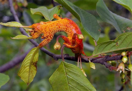 Fungal Gall (Puccinia coronata)