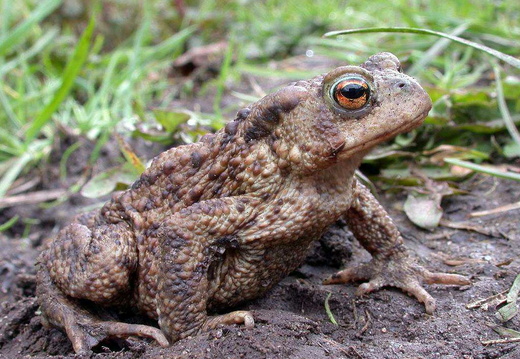 Common Toad (Bufo bufo)
