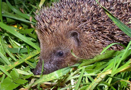 Hedgehog (Erinaceus europaeus)