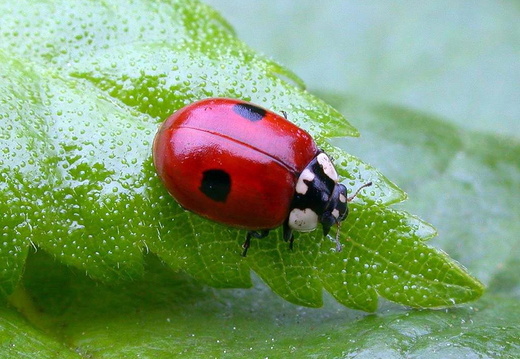 Two-spot Ladybird (Adalia bipunctata)