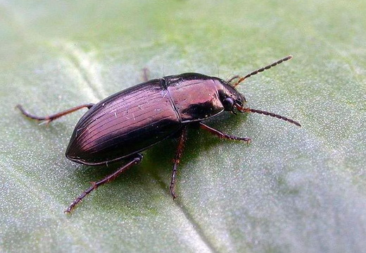 Ground Beetle (Amara plebeja)
