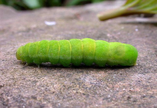 Angle Shades (Phlogophora meticulosa) (253)
