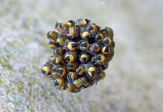 Garden Cross Spider (Araneus diadematus) (255)