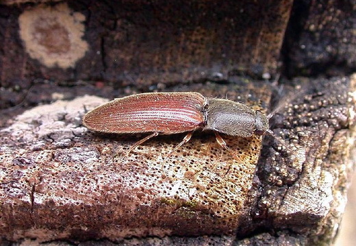 Click Beetle (Athous haemorrhoidalis)