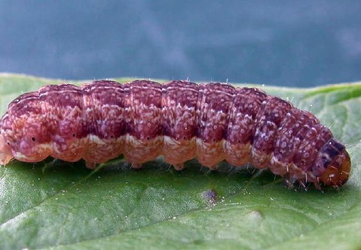 Brick (Agrochola circellaris) (257)