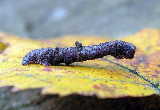 Brimstone Moth (Opisthograptis luteolata) (258)