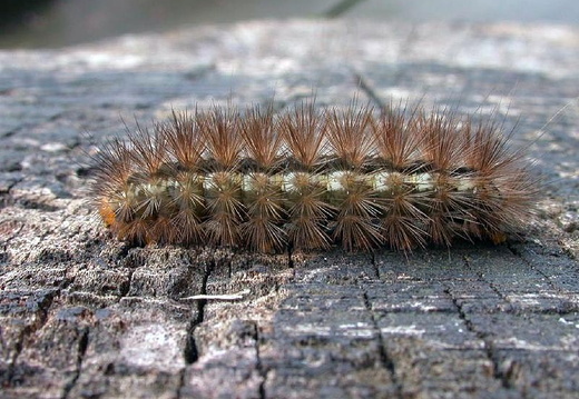 Buff Ermine (Spilarctia luteum)