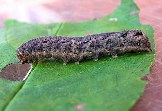 Cabbage Moth (Mamestra brasicae)