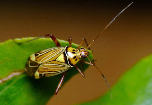 Striped Oak Bug (Calocoris quadripunctatus)