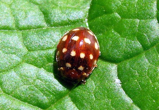 Cream-spot Ladybird (Calvia quattuordecimguttata) (263)