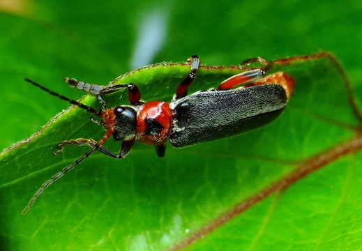 Soldier Beetle (Cantharis rustica)