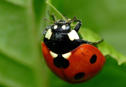 Seven-spot Ladybird (Coccinella septempunctuata)