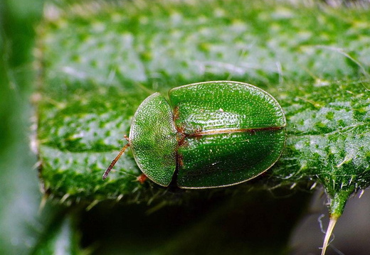 Thistle Tortoise Beetle (Cassida rubiginosa)