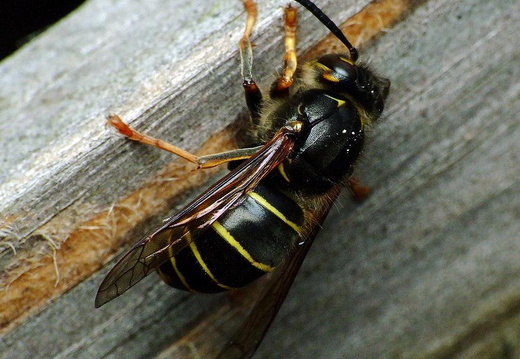 Median Wasp (Dolichovespula media) (267)