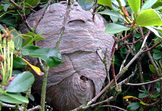 Median Wasp (Dolichovespula media) (268)