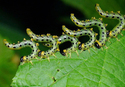 Sawfly (Croesus septentrionalis)