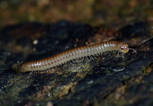 Millipede (Cylindroiulus punctatus)