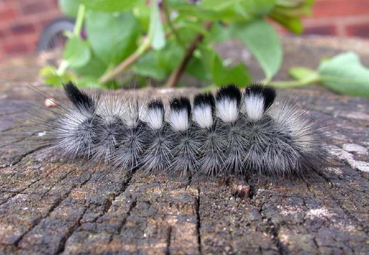 Dark Tussock (