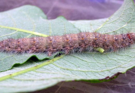 December Moth (