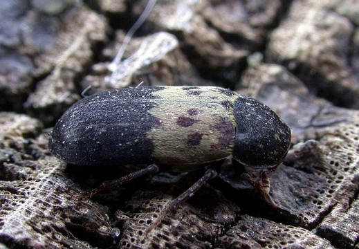 Bacon Beetle (Dermestes lardarius)