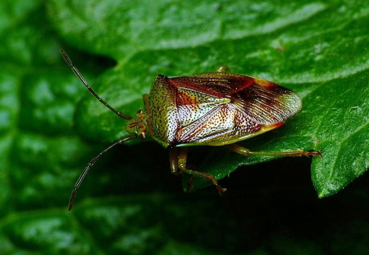 Birch Shieldbug (Elasmostethus interstinctus)