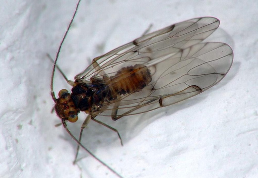 Barkfly (Ectopsocus briggsi)