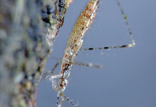 Bug (Empicoris vagabundus)