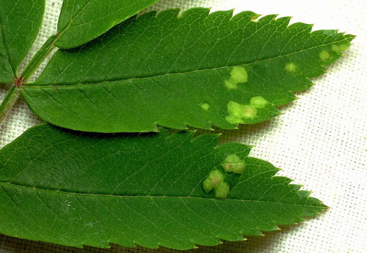 Gall (Eriophyes sorbi)