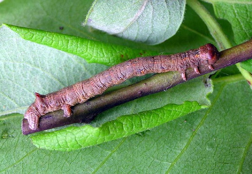 Feathered Thorn (