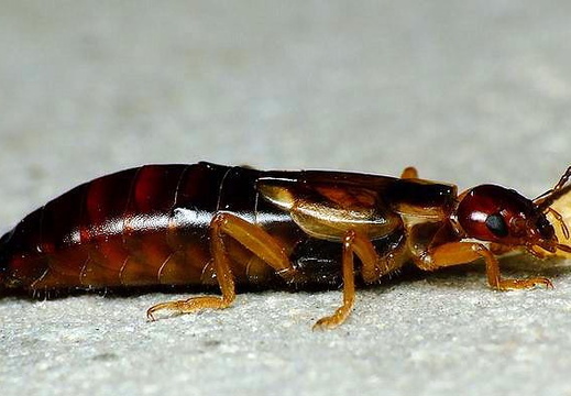 Common Earwing (Forficula auricularia)