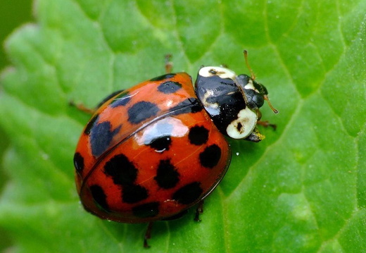 Harlequin Ladybird (Harmonia axyridis)