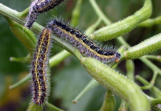 LArge White (Pieris brassicae)