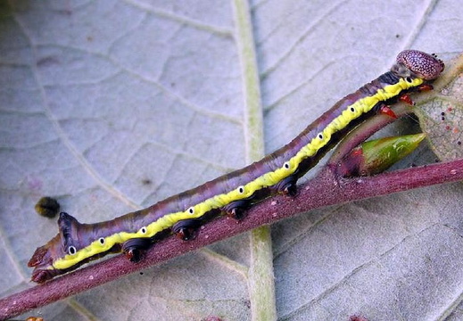 Lesser Swallow Prominent (