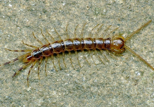 Variable Centipede (Lithobius variegatus)