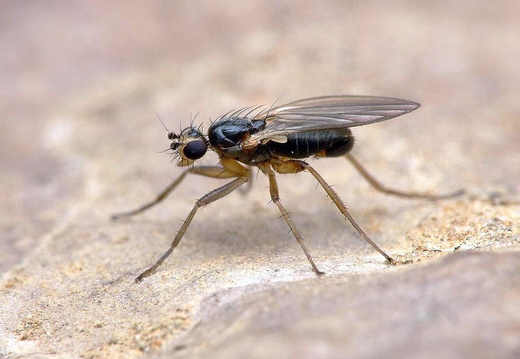  (Lonchoptera bifurcata)